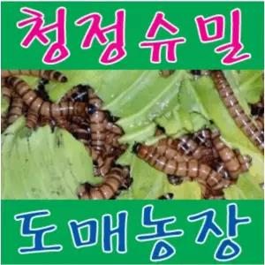 EM 먹여키운 청정슈퍼밀웜 100마리~5백마리
