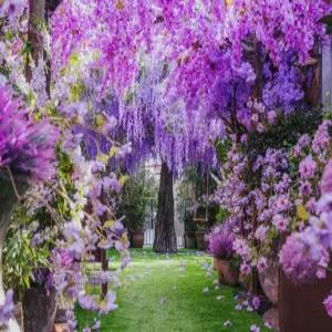 [4성급 노쇼핑팩]호주(시드니/블루마운틴/포트스테판+1일자유) 6일 5명이상출발 TW