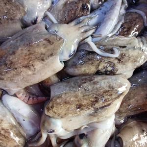 청정지역 손질 급냉동 제주 갑오징어 오징어튀김 오징어볶음 1kg 손질후 600g