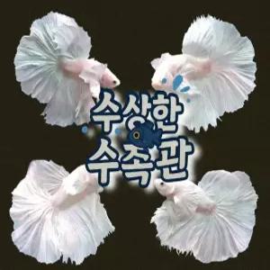 [수상한수족관] [하프문베타 ]솔리드색상 화이트 덤보 하프문 수컷 베타 / 1마리 / 랜덤발송