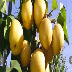 신화 배나무 묘목 상묘 유실수 과일나무(CC)