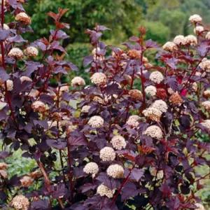 디아볼로 자엽국수 포트 묘목 유럽 자색잎 국수나무 봄꽃 울타리 정원조경수 노지월동 관목 (목하원예조경)