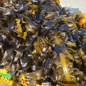 국내산 기장 물미역, 생미역 1kg~3kg