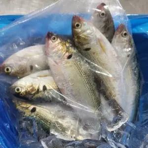 싱싱햇 국산 급냉 전어 구이용 냉동 가을전어 1kg