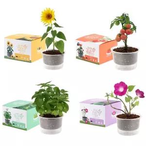 자동물공급 삼투압화분 세트 식물키우기 실내식물 화분만들기 홈가드닝