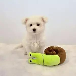 헬로도기 강아지 노즈워크 장난감 분리불안 스트레스해소 극세사 달팽이