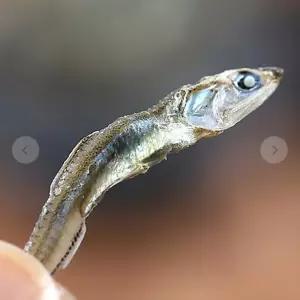 볶음 멸치 가이리 120g 건멸치 반찬용 용건 마른 선물용 용마른