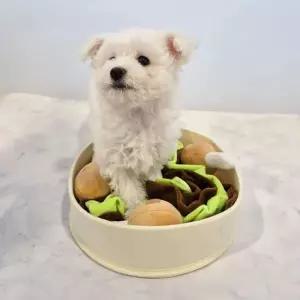 펫더맨 닭다리 노즈워크 장난감 강아지 훈련용 스트레스 해소