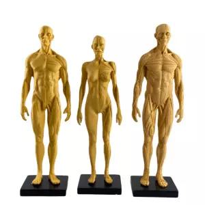 인체 해부학 모형 근육 피규어 미니어처 30cm 골격