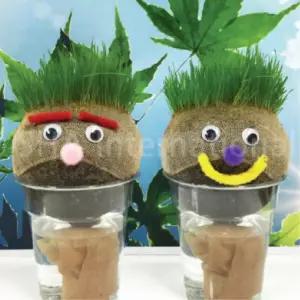 5인용 잔디인형만들기 씨앗관찰 새싹키우기 식물 초등 손작업 방과후 돌봄