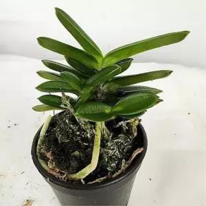 실내난초 습도조절 꽃피는 소엽풍란 10cm 동양난 란초