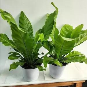 초록잎 음지식물 아비스고사리 50cm 2개 거실인테리어