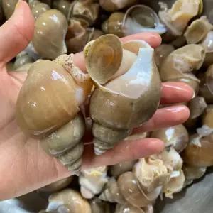 해산물파티 술안주 생물 백고동 소 1KG 40-50미내외