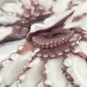 유쎌몰 골문어세트 (흑골뱅이200G 문어100G내외 초장) 캠핑용밀키트 국내산손질문어