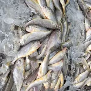 [장보리]국내산 고소한 참조기 1kg