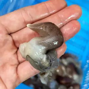 여수 햇 제철 초코 검정 순살 새조개 200g, 샤브샤브용 당일손질