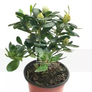 청양 흰색 꽃 아잘레아 아젤리아 서양 철쭉 화분 야생화 봄 꽃 나무 소품