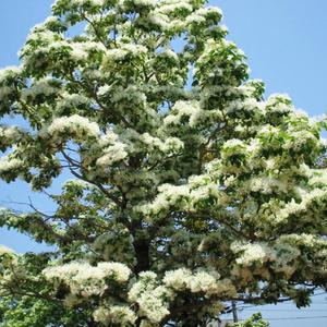 이팝나무 묘목 실생2년 뿌리5개