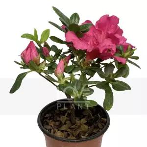 미션베리 미션 아잘레아 아젤리아 서양 철쭉 화분 야생화 봄 꽃 나무 소품