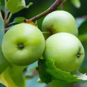 [충북농원] 아오리 사과나무 묘목 - 1년생/M26/이중접목묘