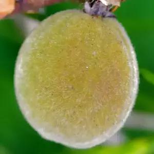 [충북농원] 개복숭아 까투리 나무 묘목 - 실생묘