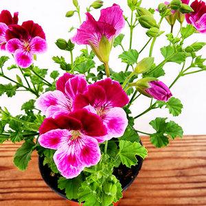에덴플랜트 랜디 제라늄 투톤색상 소품 꽃식물 페라고늄 투톤제라늄 야생화 사계절꽃
