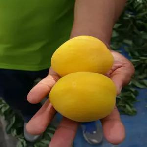 향수묘목농원 플럼코트 심포니 2년생 분묘