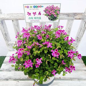 에덴플랜트 스타 파라솔 랜디제라늄 중품 페라고늄 랜디 제라늄 야생화