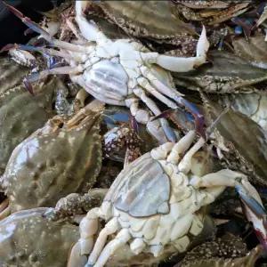 국내산 제철 활 암꽃게 1kg 알배기 꽃게 암게