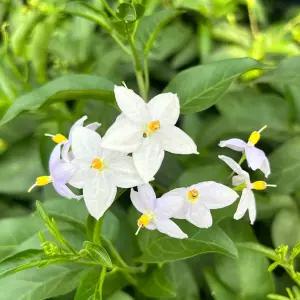 배풍등 소형 야생화 인테리어 반려식물 꽃모종