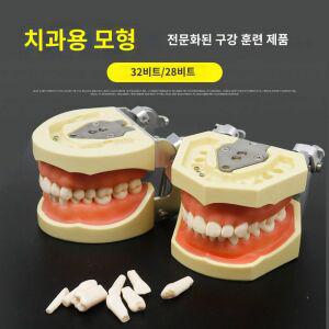 모델 구강 실습 분리 이빨 덴티폼 스케일링 수지아립 모형