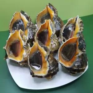 자연산 생물 활 소라 참소라 1kg