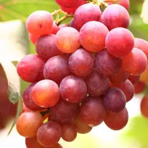 [충북농원] 붉은거봉 포도나무 묘목 - 1년생 접목묘