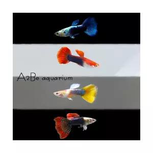 [에이투비]이쁜구피 수컷만 10마리 세트 / 수컷 / 10마리 / 랜덤발송
