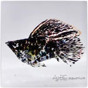 [에이투비]스노우 화이트 마블 풍선 몰리 / 2-3cm 내외/ 1마리