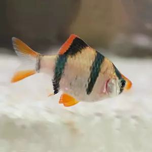 열대어 수마트라 50마리 100마리 한정 대량구매