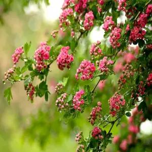 홍화 산사나무 접목1년생 묘목 세종식물원