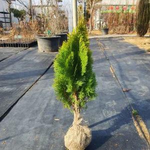 황금측백나무 묘목 h40~50cm전후 3년생 분묘 3주 한묶음
