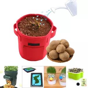 감자 키우기/학교/학생/교사/과학/키우기/심기/반려/식물/채소/재배/키트/체험/학습/관찰/학습용/기르기