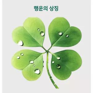 네잎클로버 투명 코팅 생화 행운 부적 감사카드 생일카드 합격기원 기념품 답례품 선물 새해