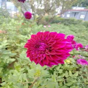 다알리아 디바(중형)1뿌리(2-3구근)