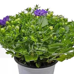 더블캄파눌라(보라꽃) 초롱꽃 바위초롱 야생화 초화 화단 정원 식물키우기