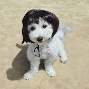 금잔디 단발 강아지 가발애견머리띠 미용용품 악세사리 앞머리 패션