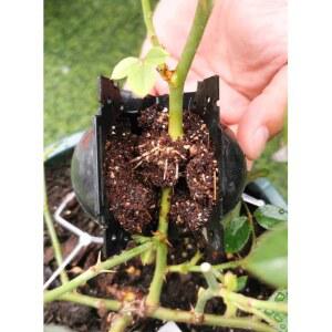 취목볼 100개 루팅 배양 공중 케이스 투명 뿌리 장치 소형 식물 번식