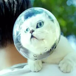 고양이우주헬멧 커버 캣 헤드 반려묘 모자 보호 그루밍방지