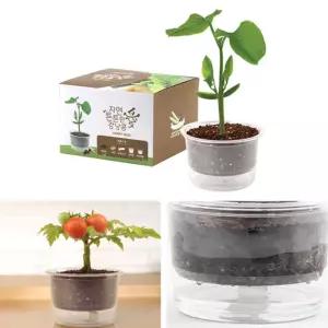 자동물공급 삼투압화분 강낭콩씨앗 흙 세트 식물키우기 실내식물