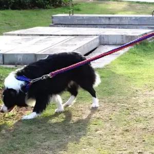 [반려] 대형견 목줄 로프줄 반려견 리드줄