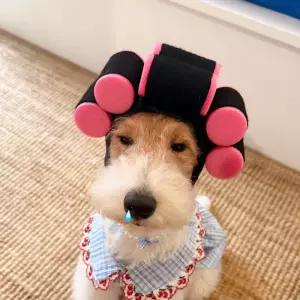 강아지 고양이 모자 반려동물 머리 장식 재밌는 액세서리 사진 소품 인기 의상