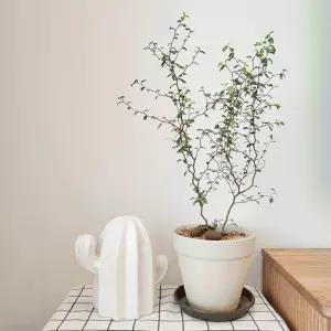 [노마진 특가] 선인장 세라믹 디자인 도자기 화병 꽃병 3종 북유럽 인테리어 꽃화병 오브제