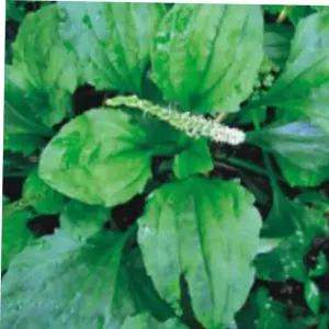 나물류 질경이 차전자 잎 차 나물 종자 산야초 씨앗 600g